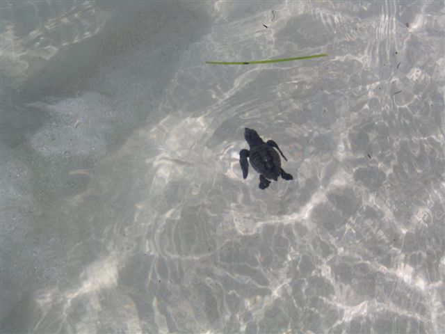INIZIATA LA SCHIUSA dei nidi di tartaruga marina nella spiaggia dei Conigli